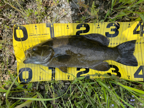 スモールマウスバスの釣果