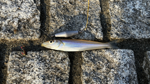 キスの釣果