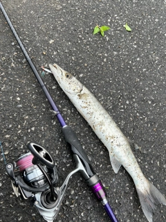 オニカマスの釣果