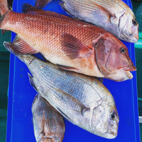 マダイの釣果