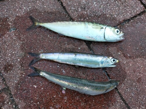 カタクチイワシの釣果