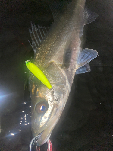 シーバスの釣果