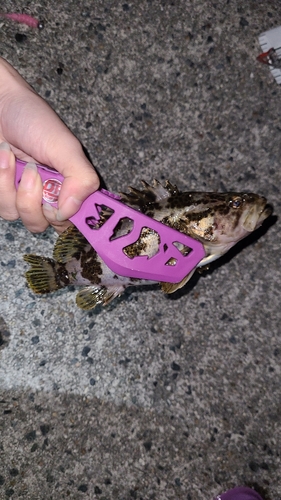 タケノコメバルの釣果