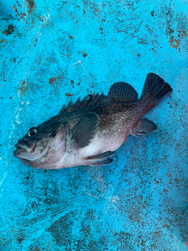 マゾイの釣果