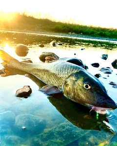 ニゴイの釣果