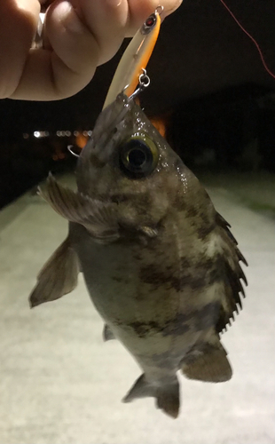 クロメバルの釣果