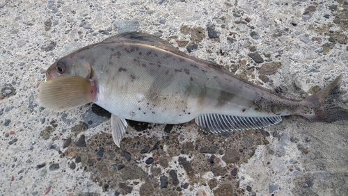 ホッケの釣果