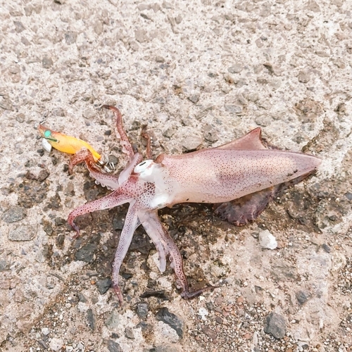 マメイカの釣果