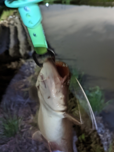 ナマズの釣果