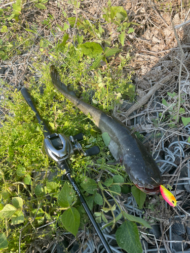 ナマズの釣果