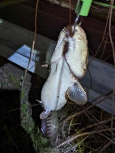 ナマズの釣果