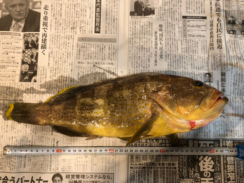 アオハタの釣果