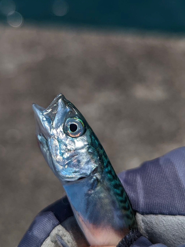 カタクチイワシの釣果