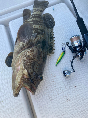 チャイロマルハタの釣果