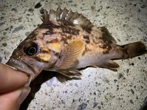 クロソイの釣果