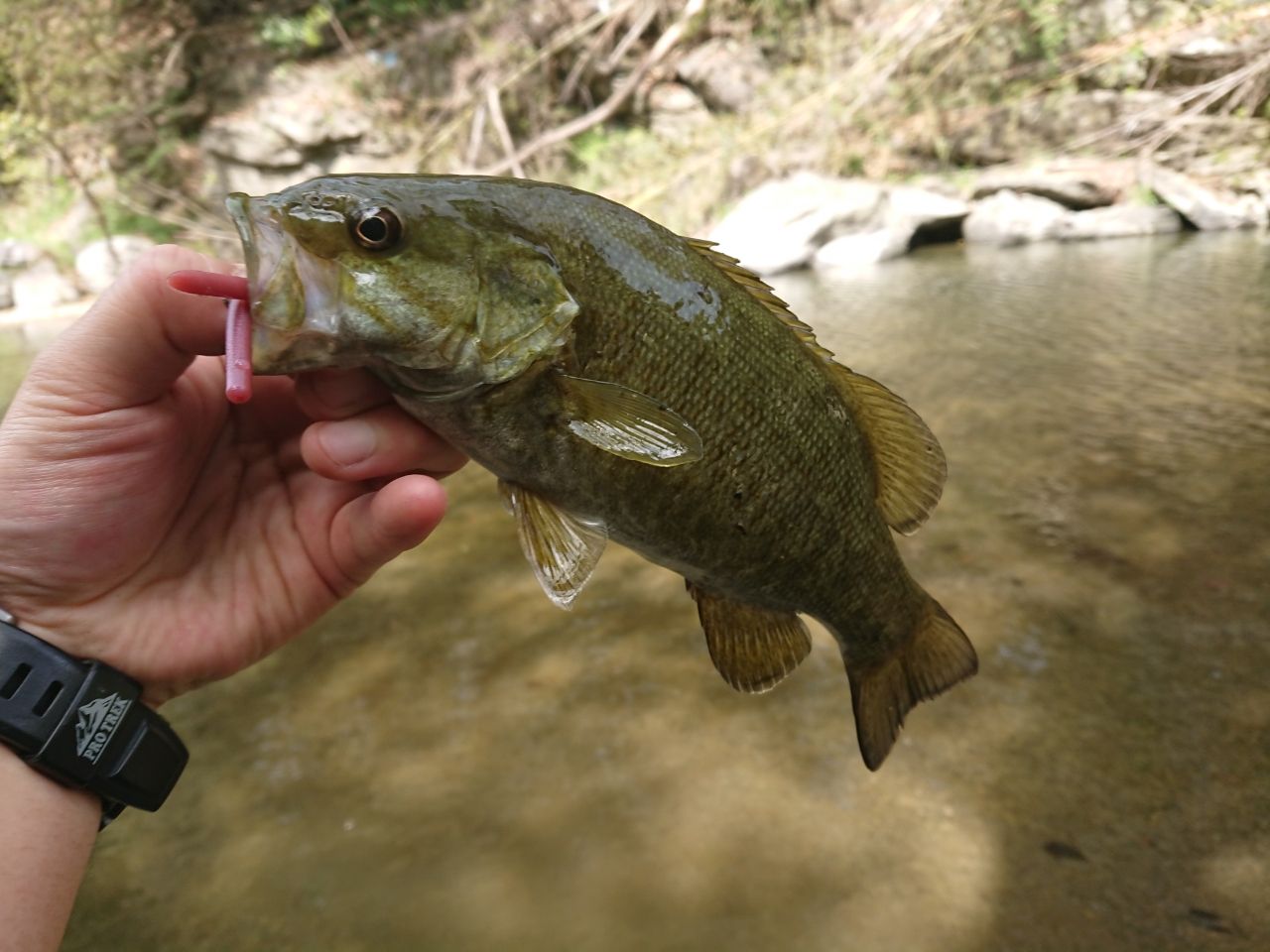 スモールマウスバス