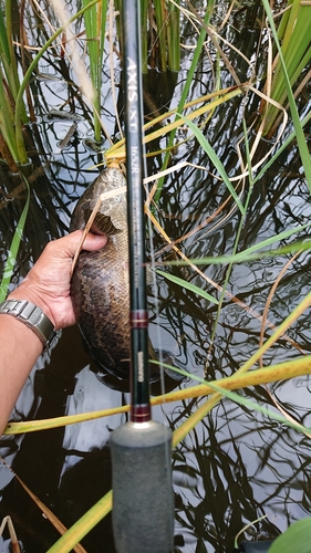 ライギョの釣果