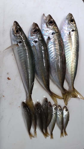 アジの釣果