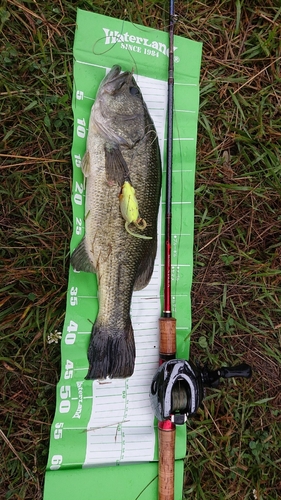 ブラックバスの釣果