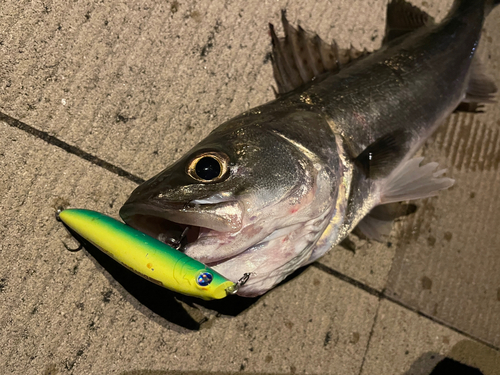 シーバスの釣果