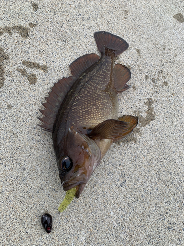 エゾメバルの釣果