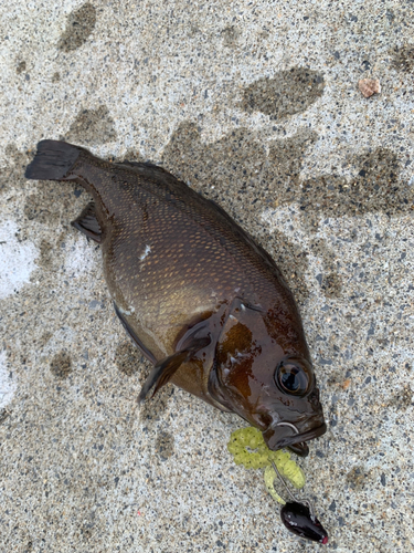 エゾメバルの釣果