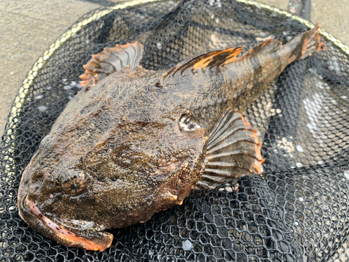 カジカの釣果