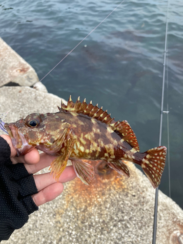 カサゴの釣果