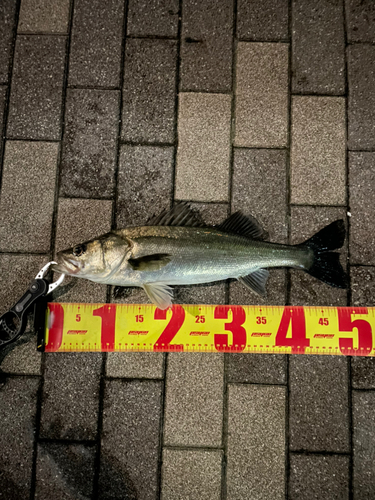 シーバスの釣果