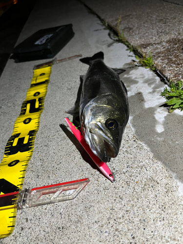 シーバスの釣果