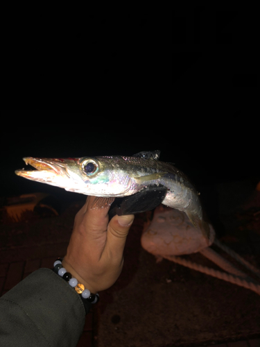 カマスの釣果