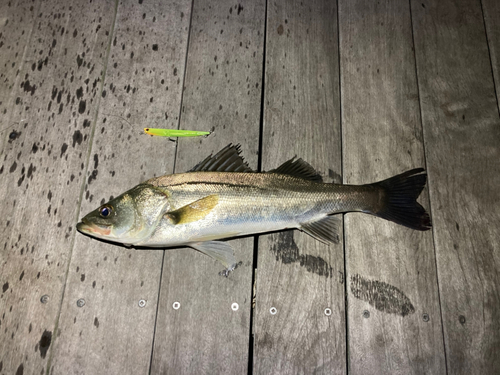 シーバスの釣果