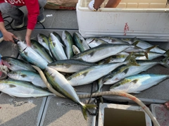 ヤズの釣果