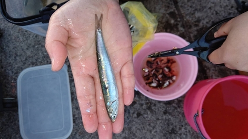 カタクチイワシの釣果