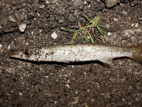 カマスの釣果