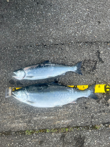 サクラマスの釣果