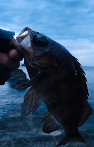 シロメバルの釣果