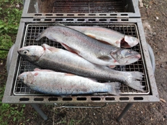 ニジマスの釣果