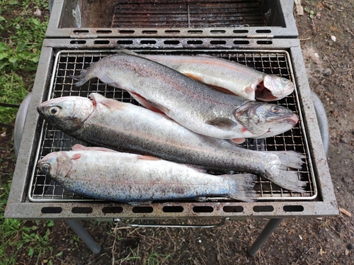 ニジマスの釣果