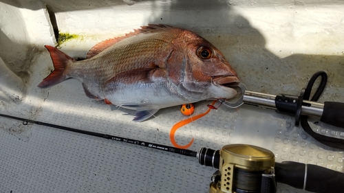 マダイの釣果