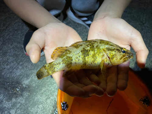 タケノコメバルの釣果