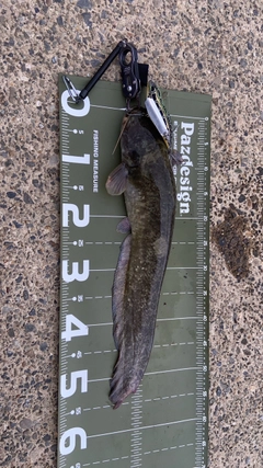 ナマズの釣果