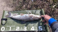 ニゴイの釣果
