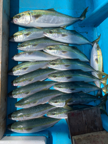 ハマチの釣果