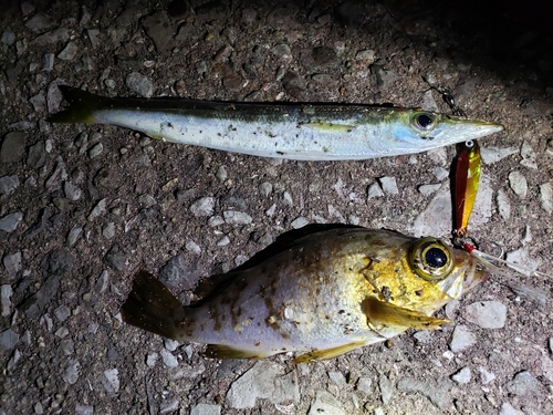 メバルの釣果