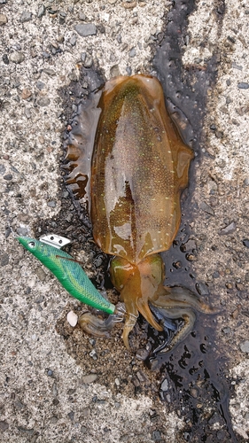 アオリイカの釣果