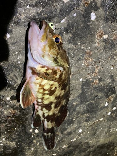 カサゴの釣果