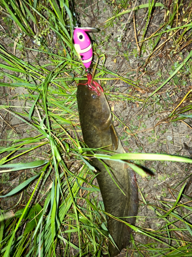 ナマズの釣果