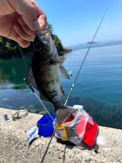 クチブトグレの釣果