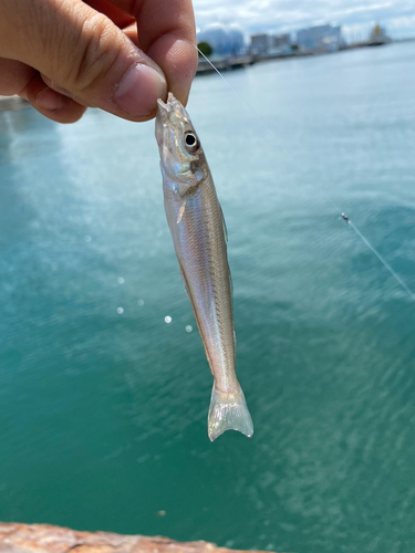 キスの釣果